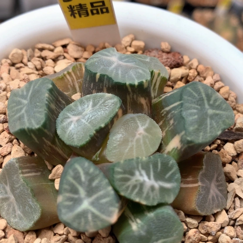 【闪购商品】585玉龙万象