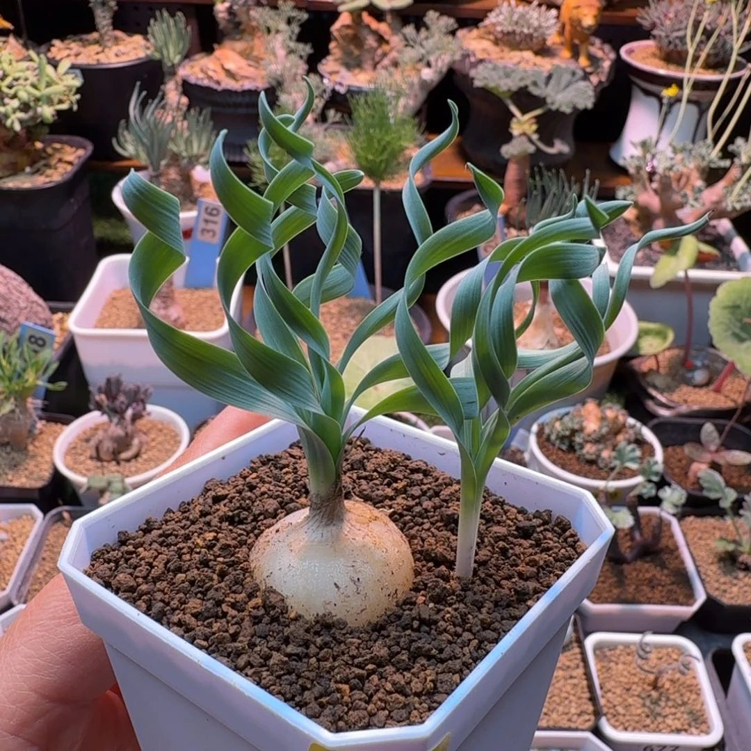 贵妃弹簧草080 仙人球