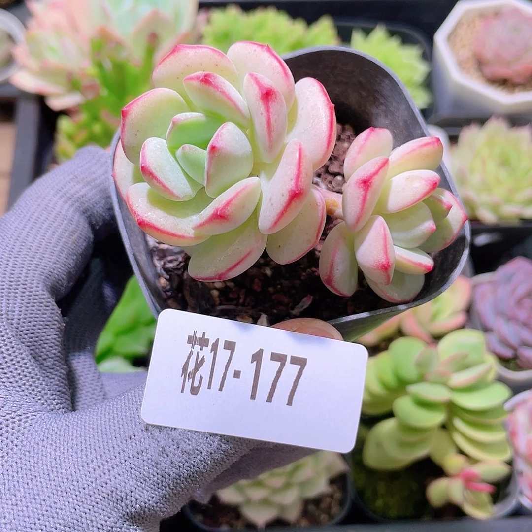 花利美17-177香草