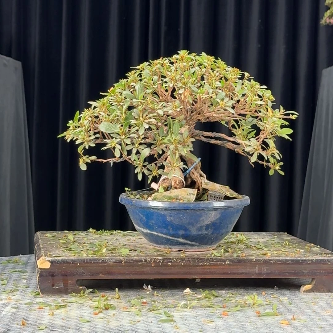 丰**彩日之丸杜鹃盆景