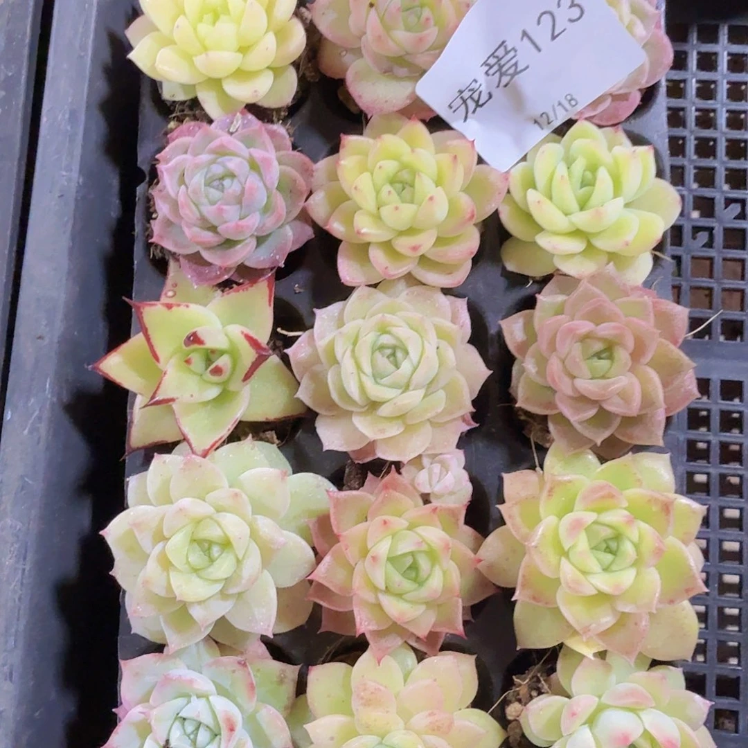 直播福利一物一拍123