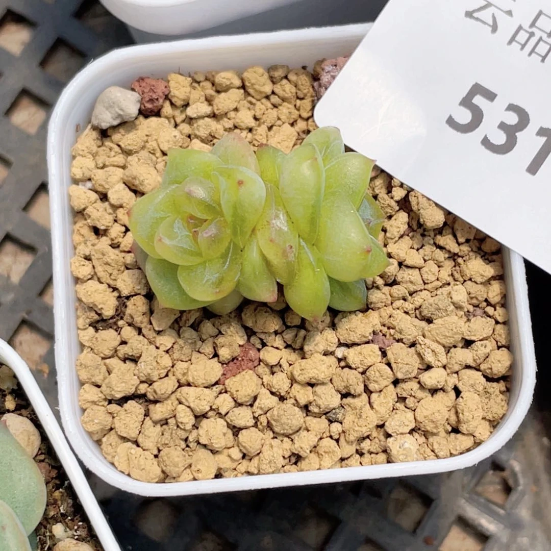 忽**上531号糖心冰心珍妮