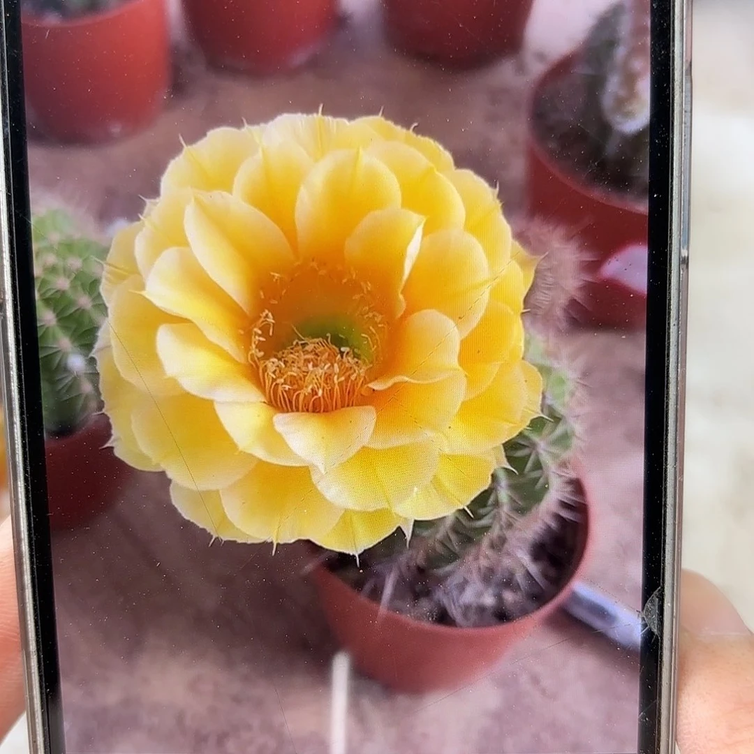 彩草金色黄白7公分带崽