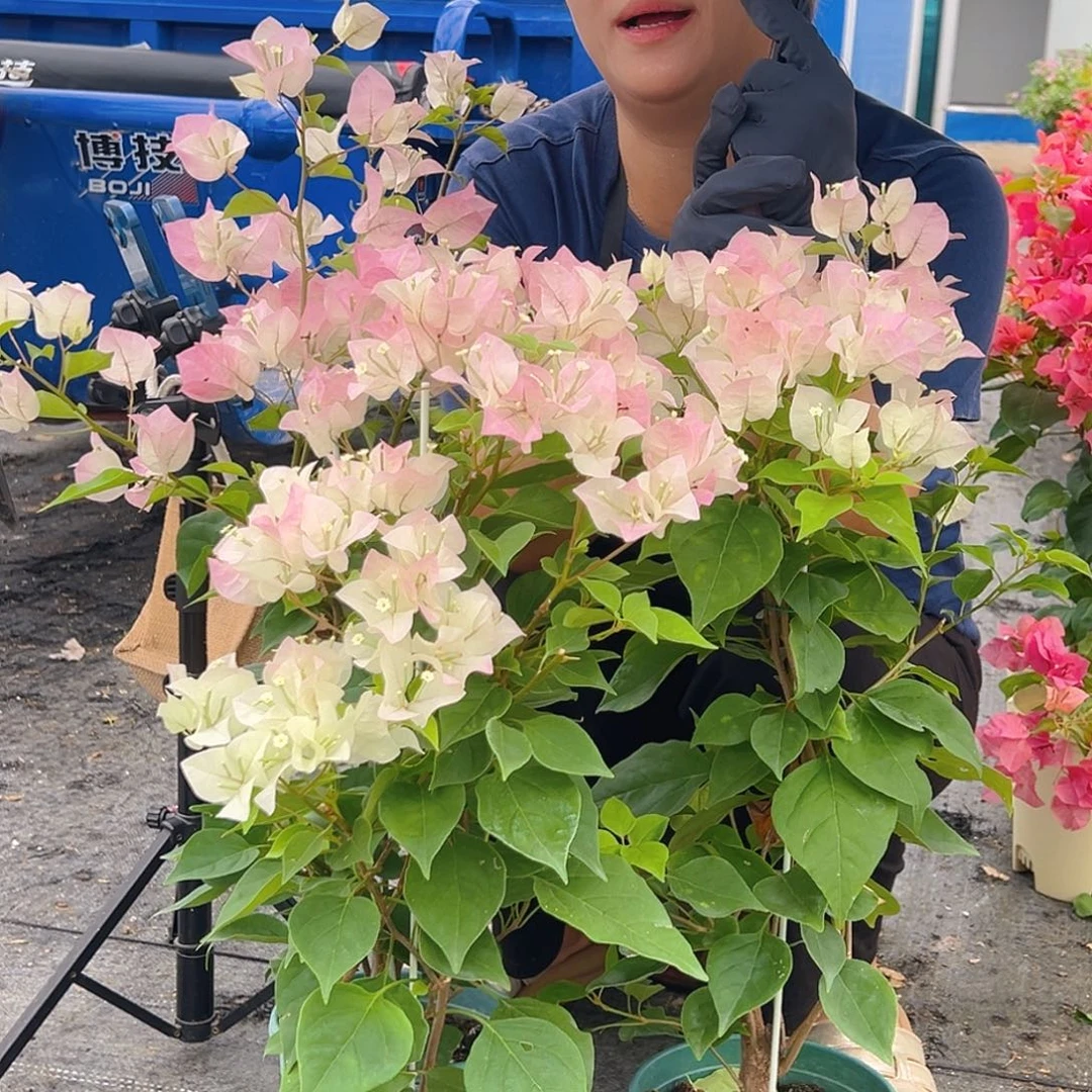 大部分花苞少量开放绿樱带竹一颗