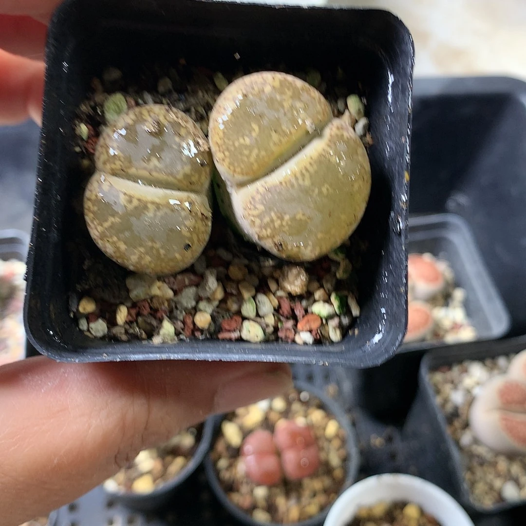 K445多肉植物保护