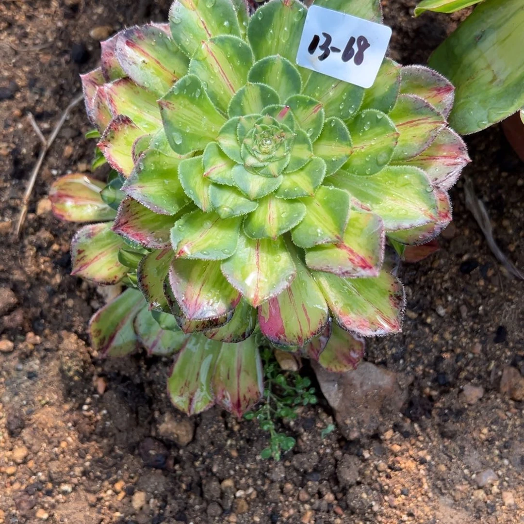 68知否多肉多肉多肉