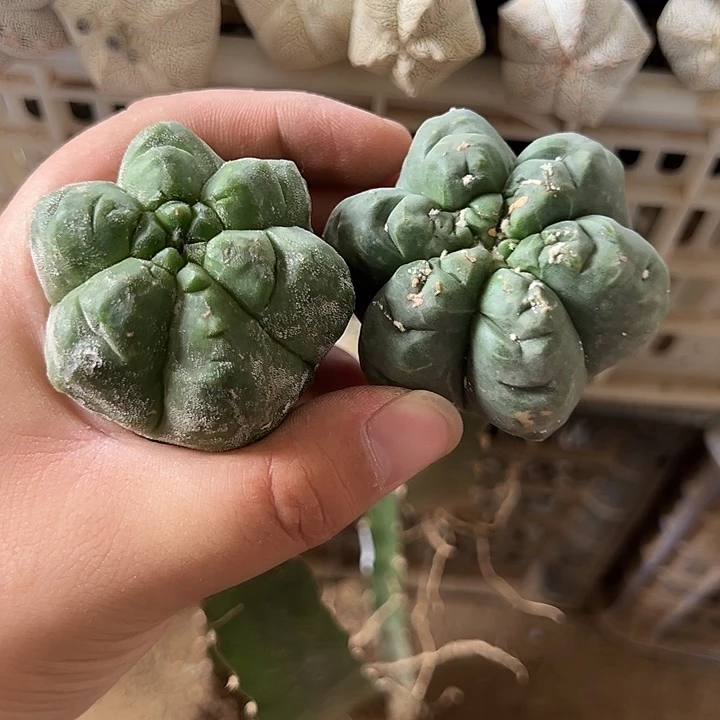 六棱龟甲鸾仙人球423-422