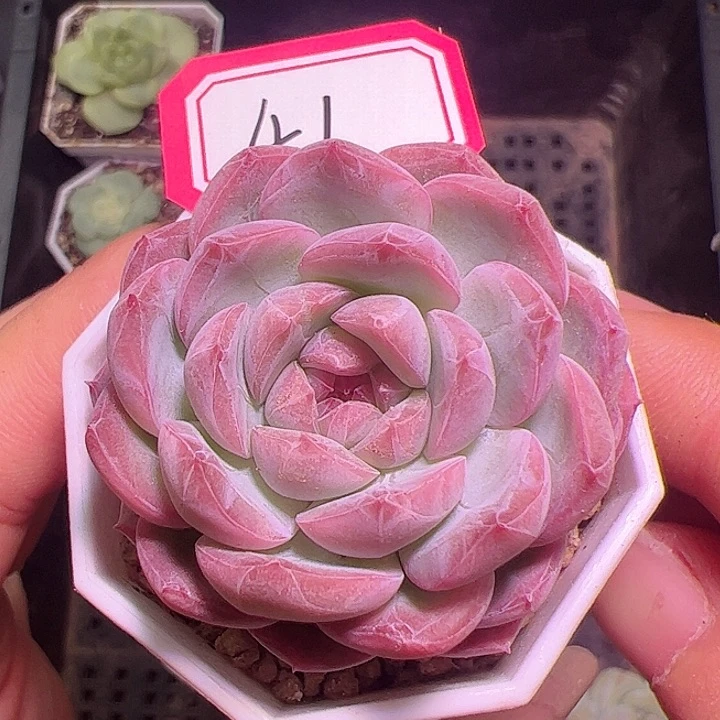 谷雨多肉植物单头