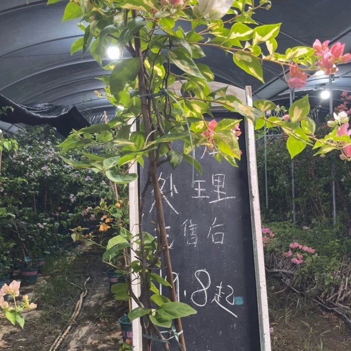 无花朵三角梅三角梅1186