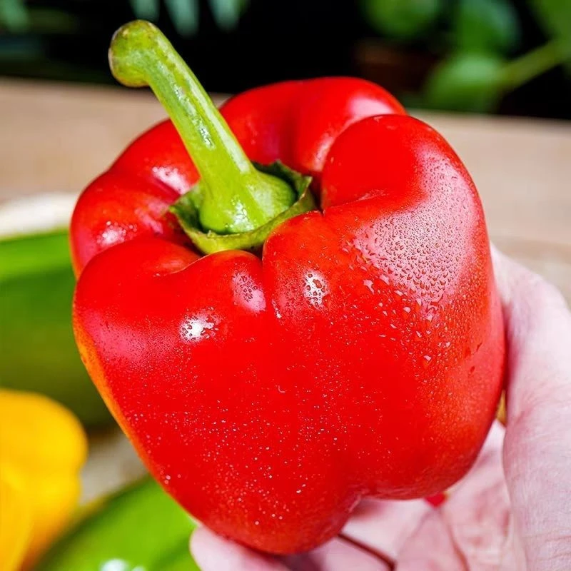 农家种植水果新鲜彩椒山货灯笼椒甜椒现摘水果彩椒山货水果彩椒