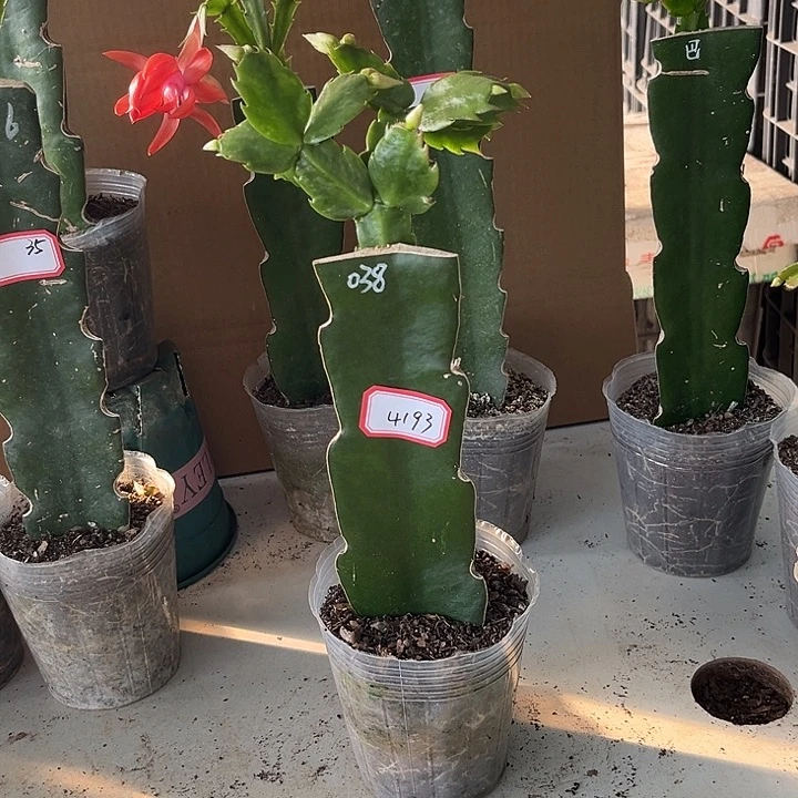 莉****当前无花朵，栽培后可花朵038