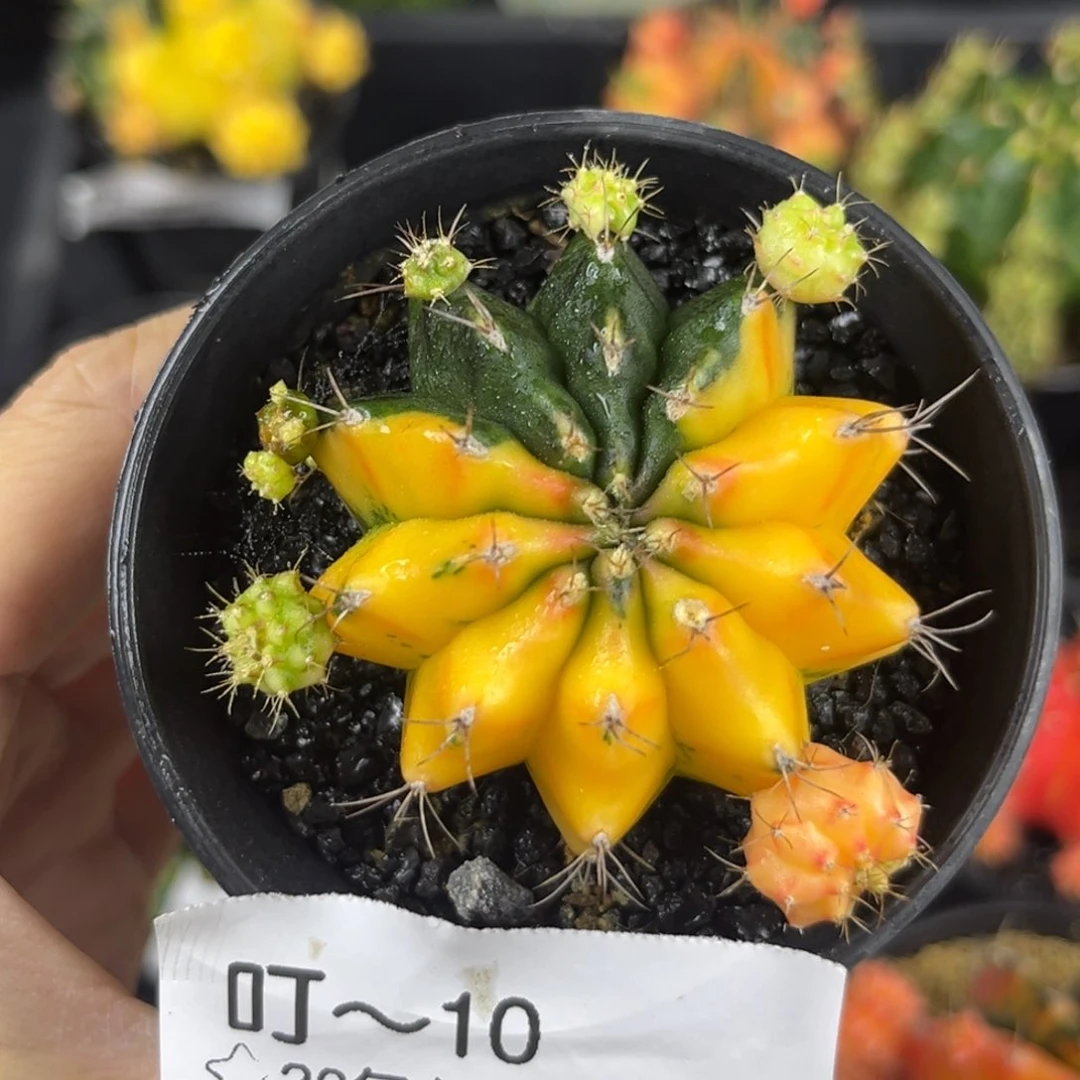 闪亮橘黄侧芽多多