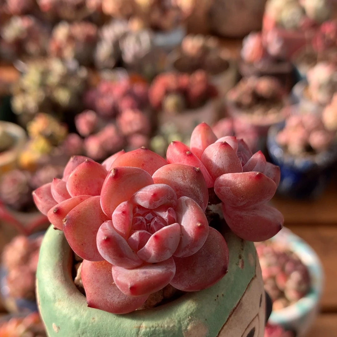 星影一物一拍 030