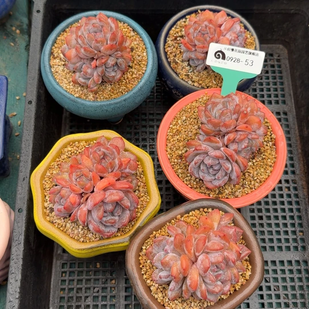 从前慢多肉精选编号0927.53