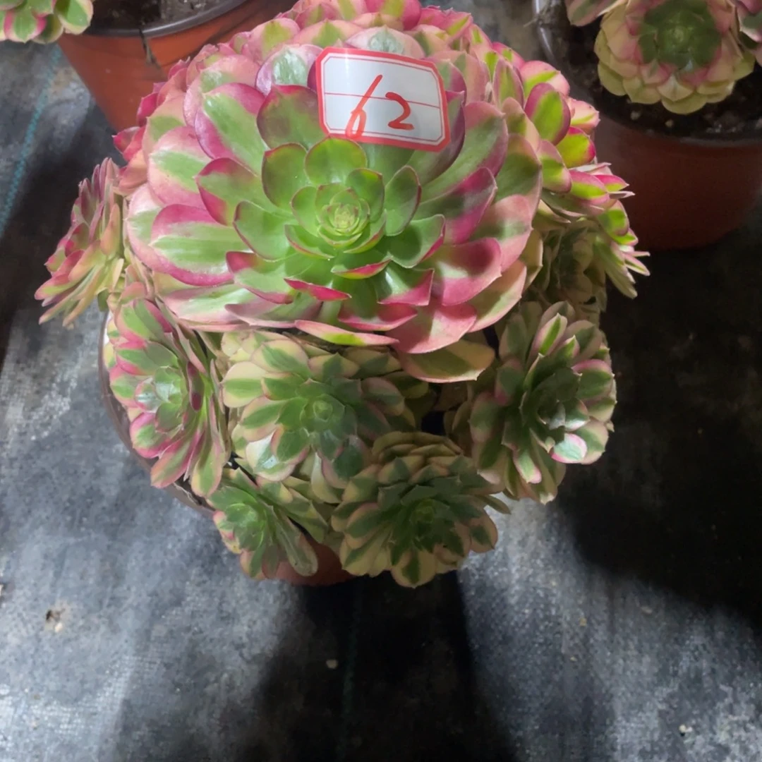 62号雨合法师多肉植物