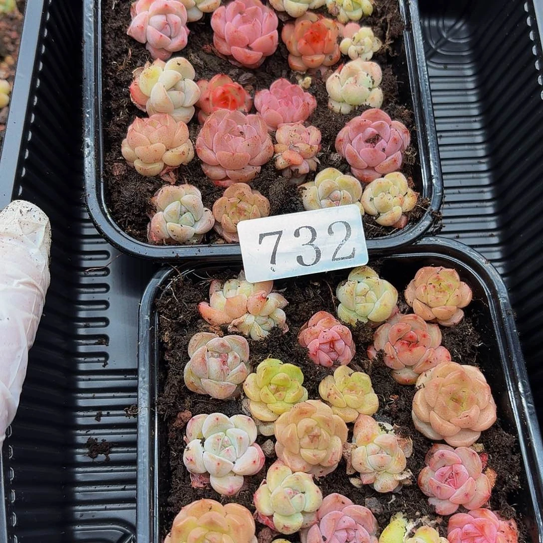 有*多肉植物多肉植物732