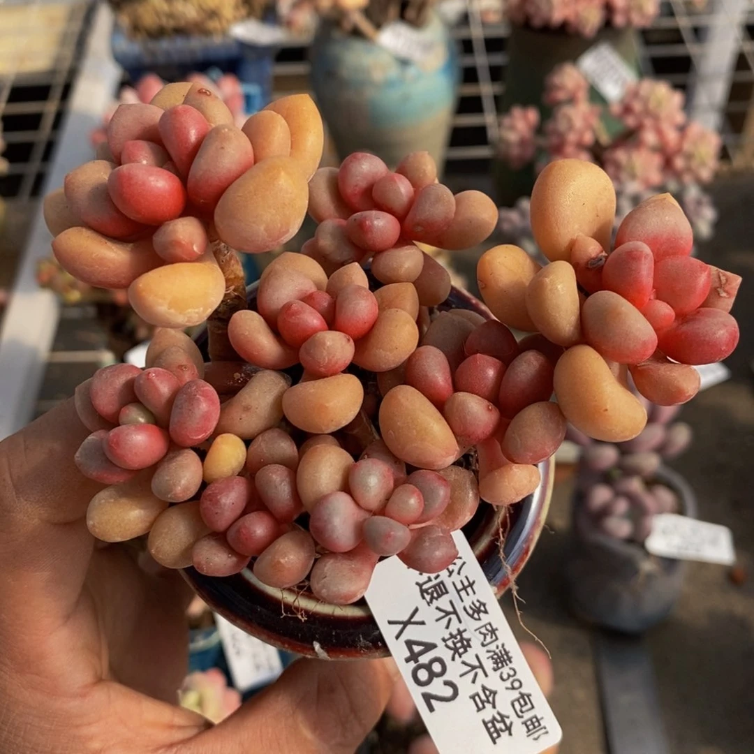 先锋派482/8cm多肉