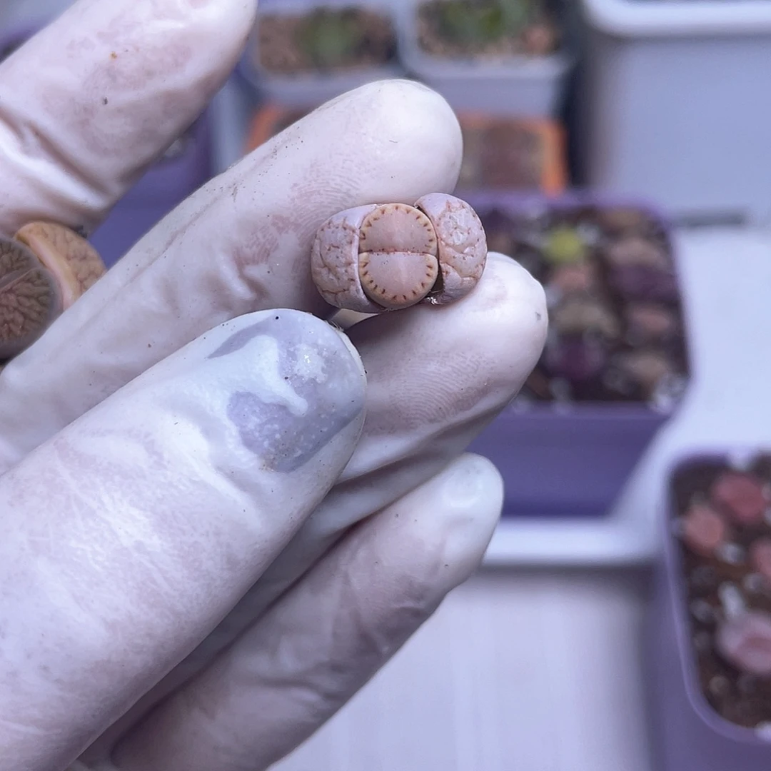 南**༄705 饼干…………………………