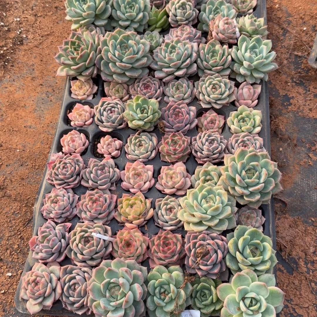 16-38珍妮一盘量拍发货中门左六