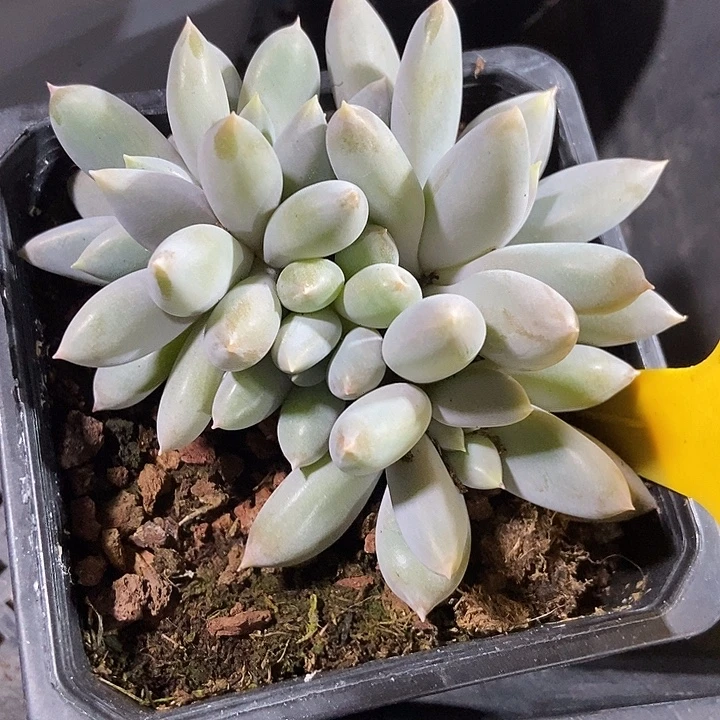 多肉植物哥特黄体1607