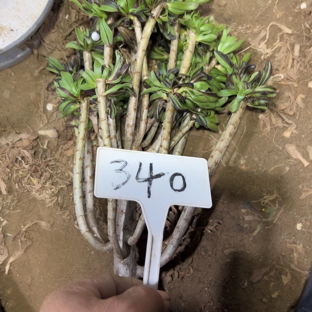 n***n多肉植物水墨丹青340