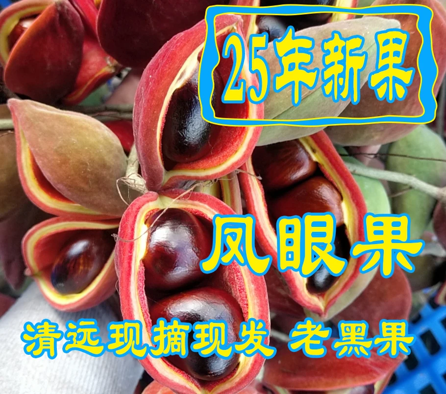 凤眼果六旺子九层皮果萍婆果本地新鲜大果去荚老黑果