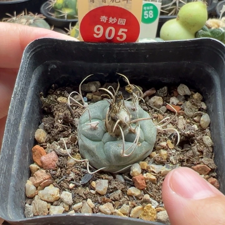 实生优选长刺娇丽2.6cm