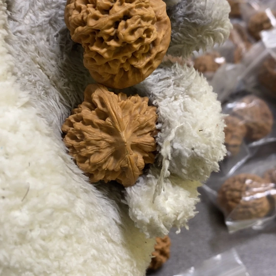 秦岭森林中出现许多秦闷