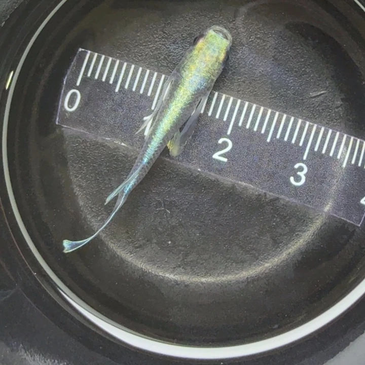 青鳉鱼真长鳍黑干32号