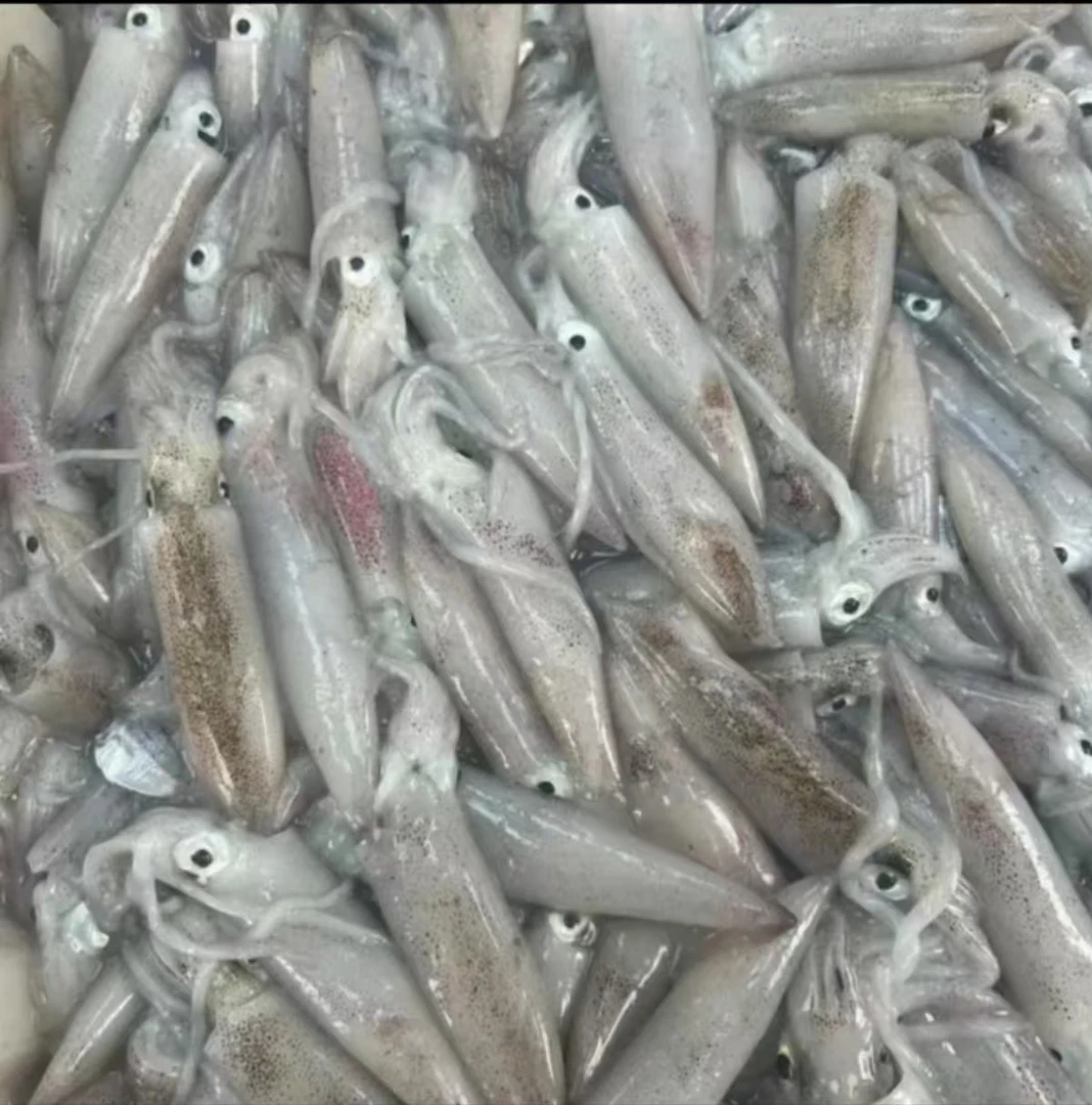 灯光鱿鱼---顺丰发货/保鲜不保活