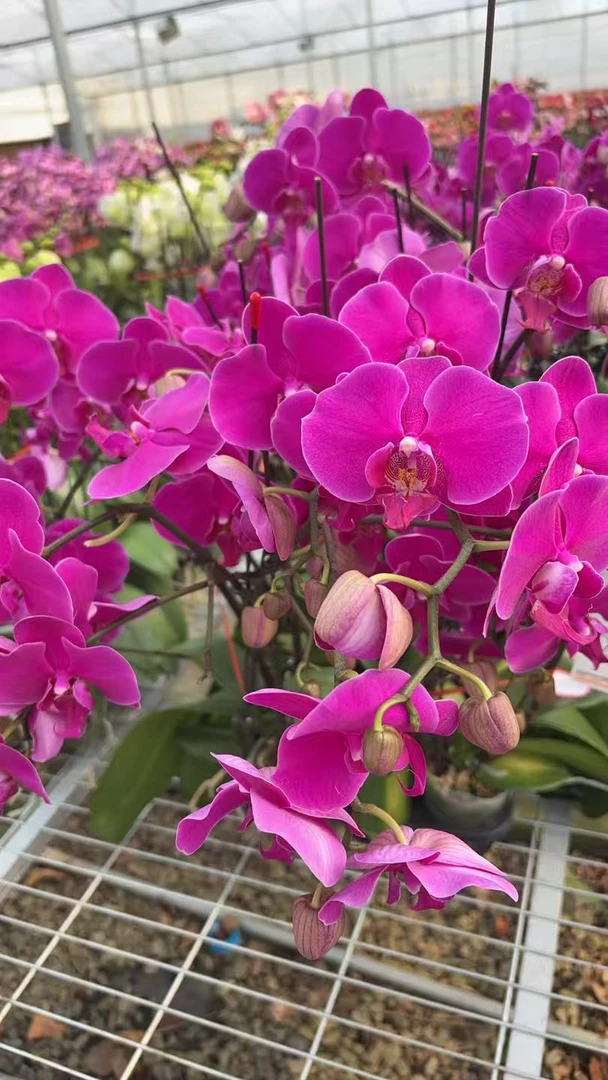 蝴蝶兰红天使【2.8原杯带花带花苞】盆栽室内花卉四季好养活