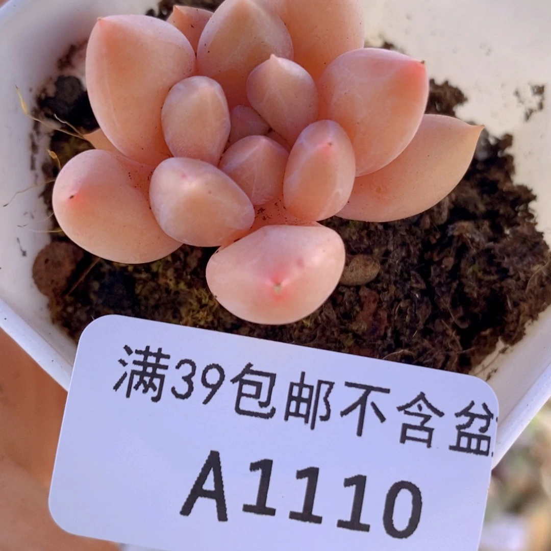 车厘子单头1110多肉植物