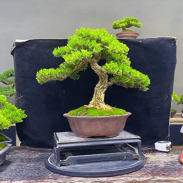 无花朵M黄杨盆景四季常青
