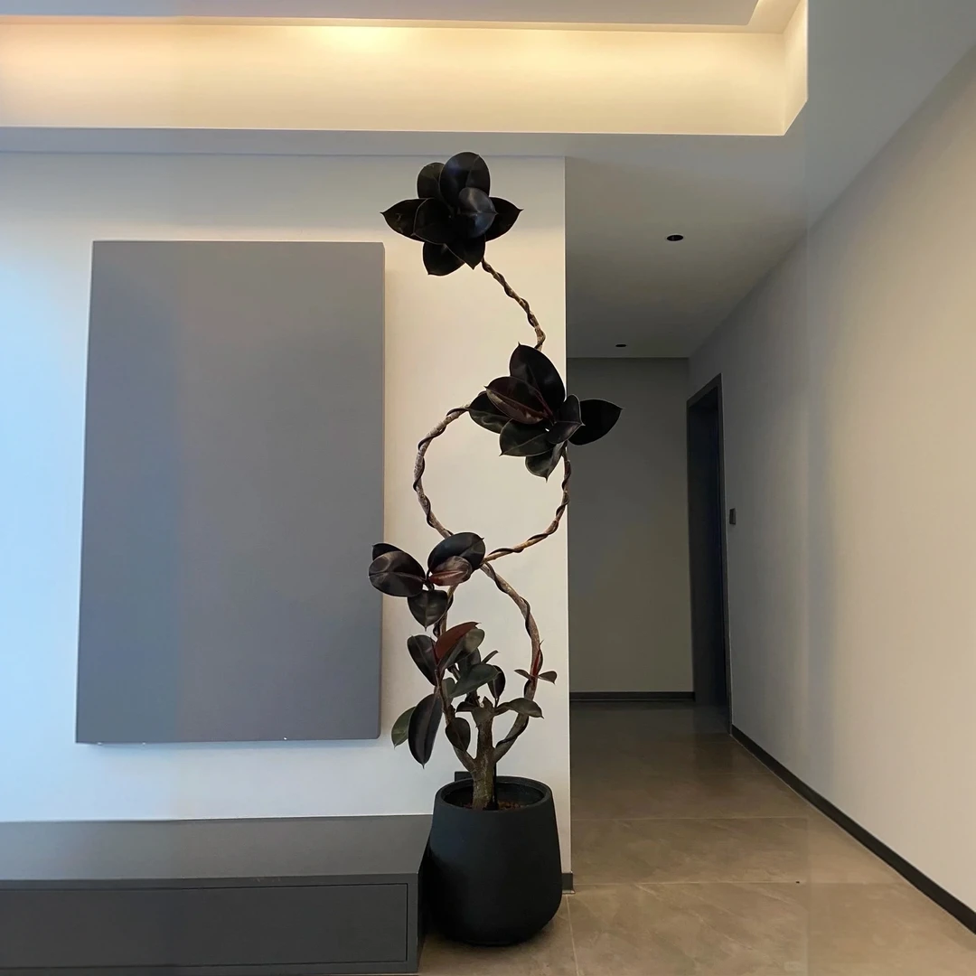 黑金刚橡皮树绿植盆栽室内高端大型真树客厅电视柜窗吸甲醛