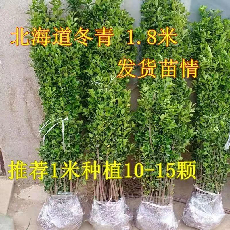 围墙篱笆北海道黄杨北海道冬青树苗工程绿化苗篱笆围墙耐寒-35度