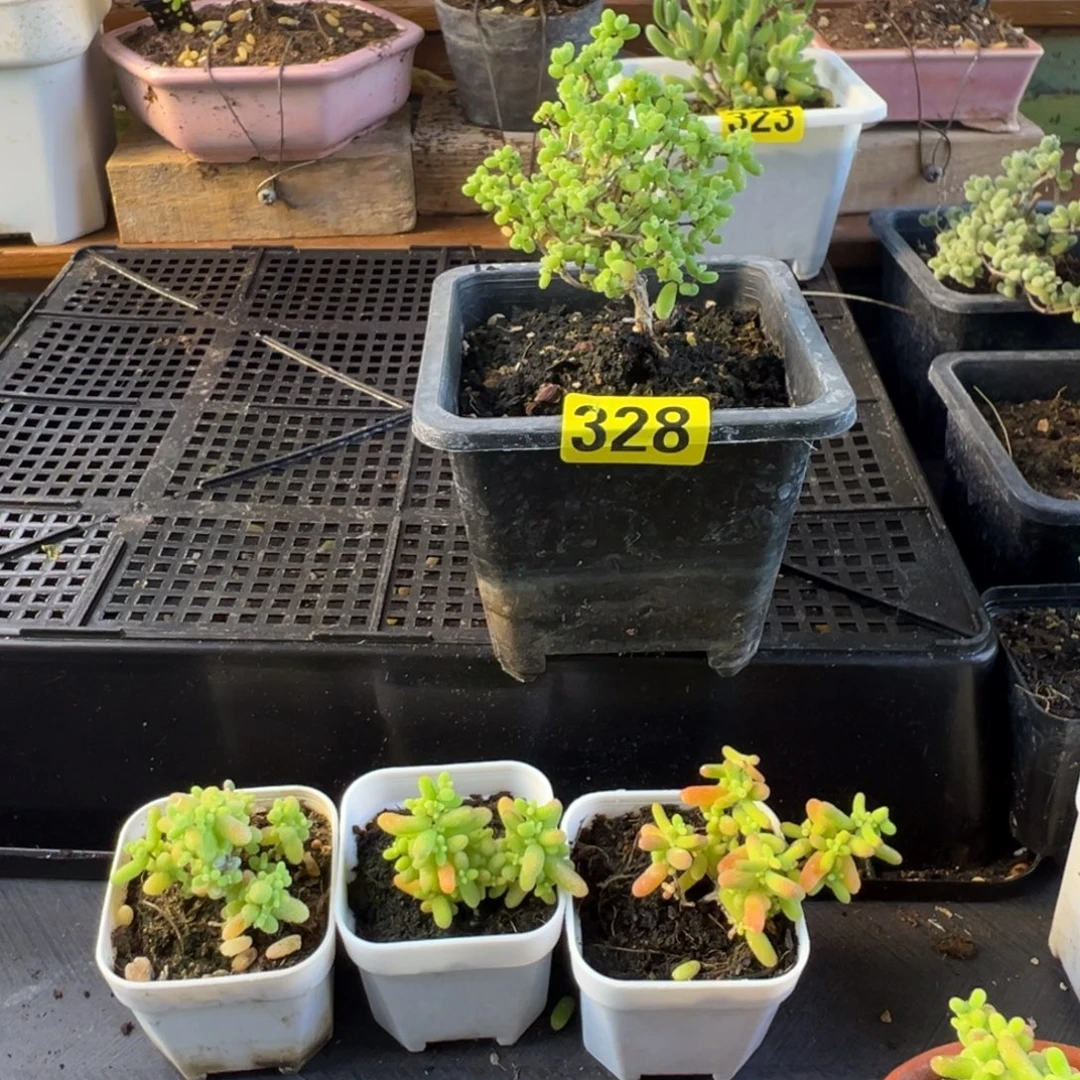 枝干番杏多肉植物328