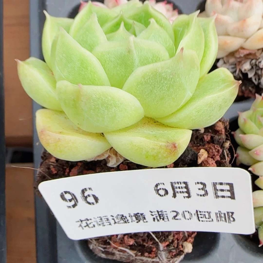 a**a花语逸镜0603-96穴盘