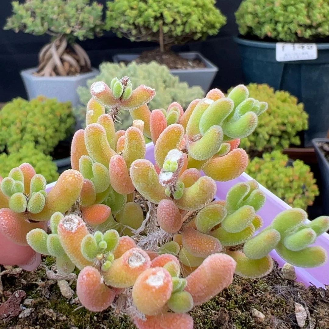 【闪购商品】历**师dy0007荔枝糯米糍无运费版