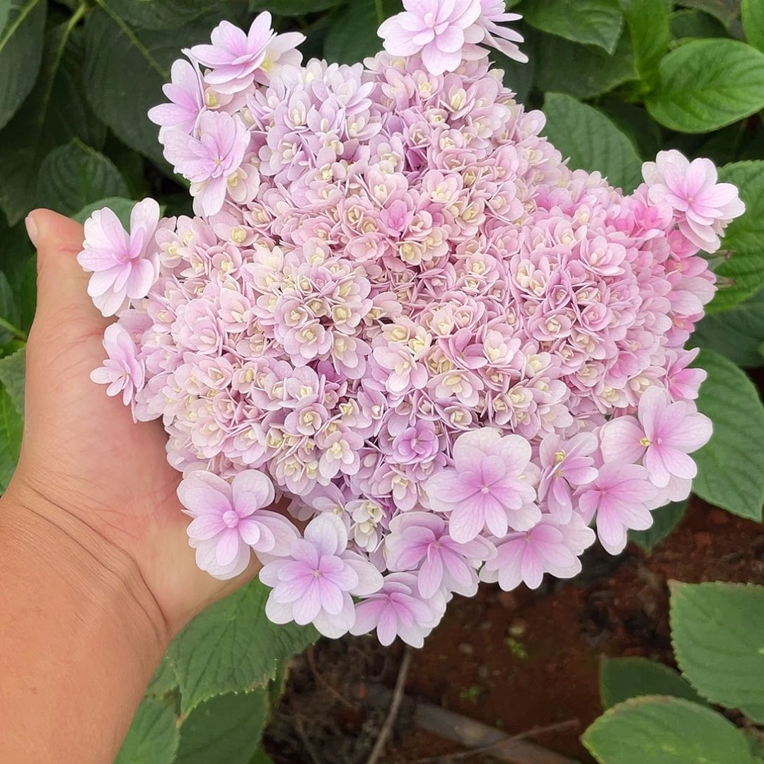 绣球切花一物一拍3枝起包邮，47