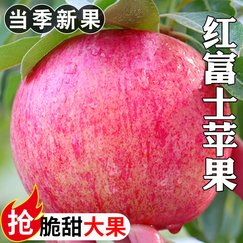 【果农自卖】正宗陕西高山红富士苹果脆甜多汁现采现摘产地直发
