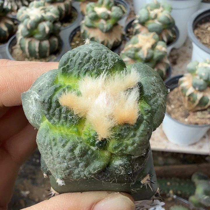 无花朵248连山牡丹