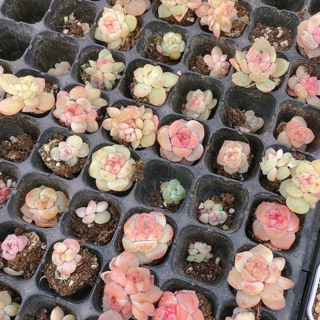 桃坞穴一个满25包邮