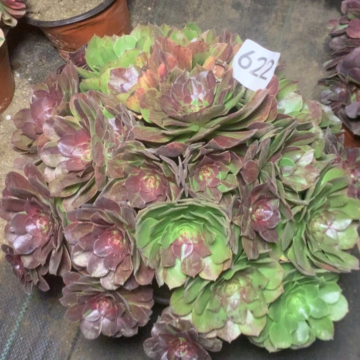 也***雨622花月夜多肉植物