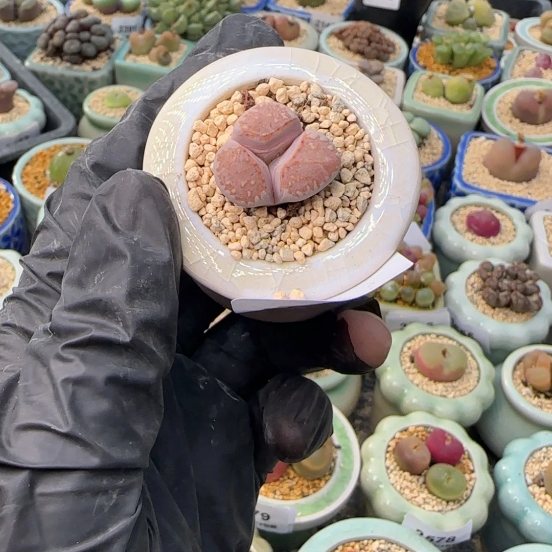 3690--一物一拍 带盆