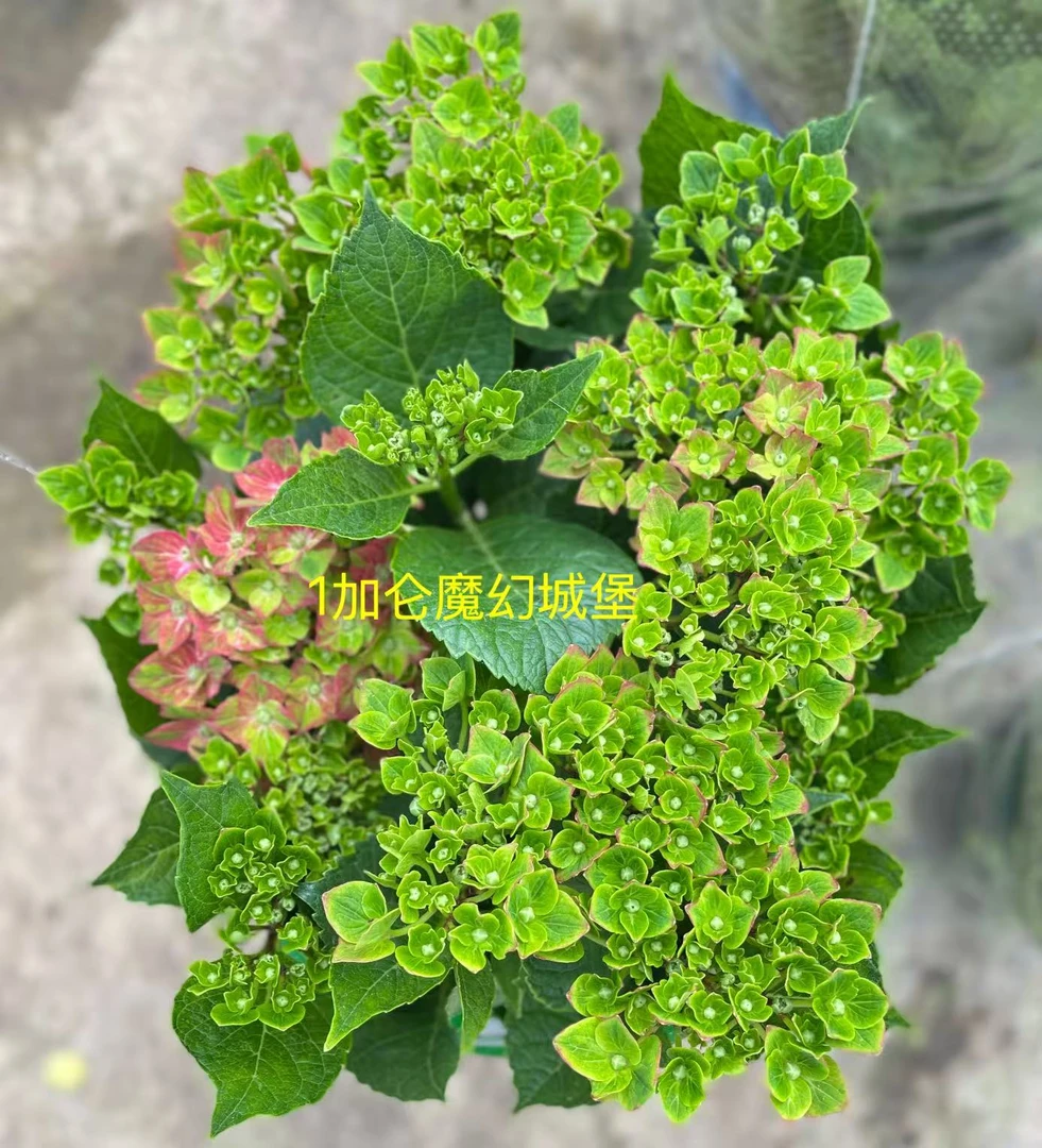 魔幻城堡大花室外绣球渐变色圆锥昆明基地直发完美主义者勿拍