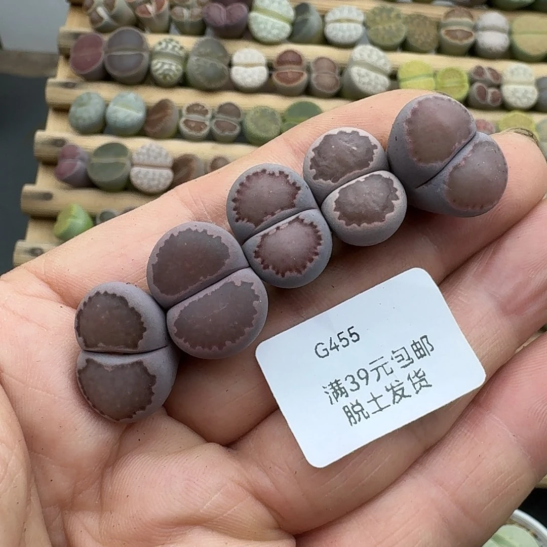 下***天455多肉哈哈哈哈哈哈哈