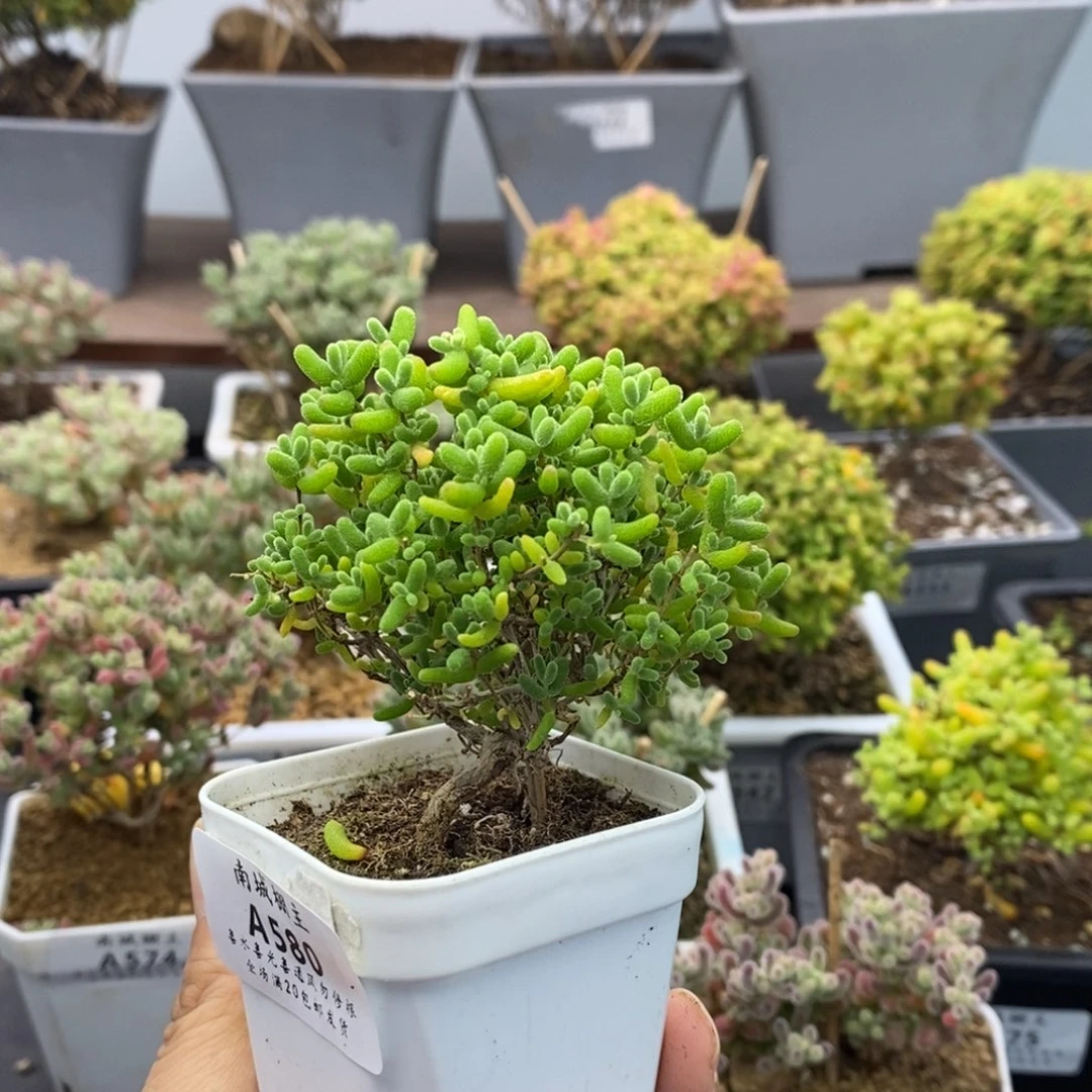 580蜜橘糖球枝干番杏