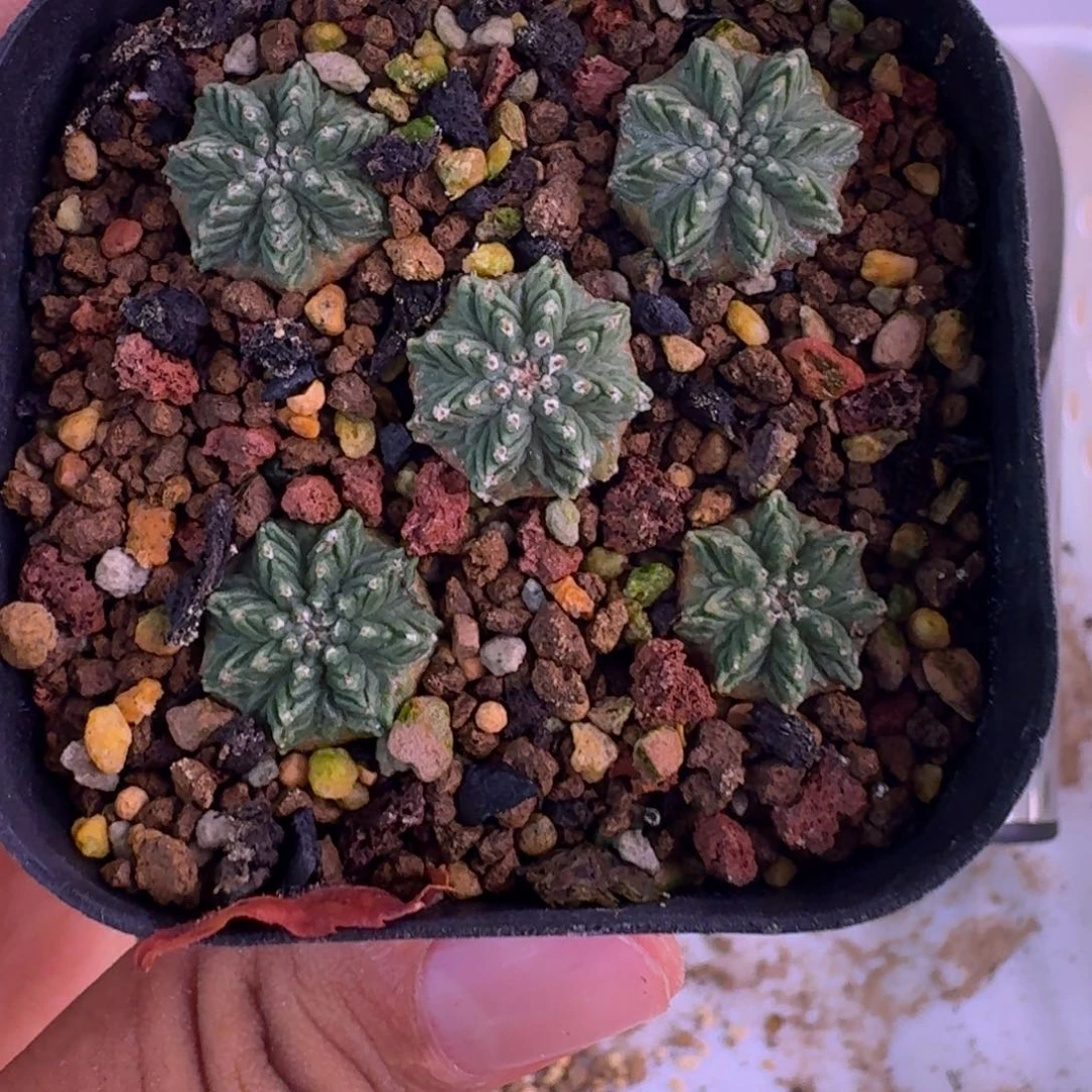 老花笼一颗随机发货