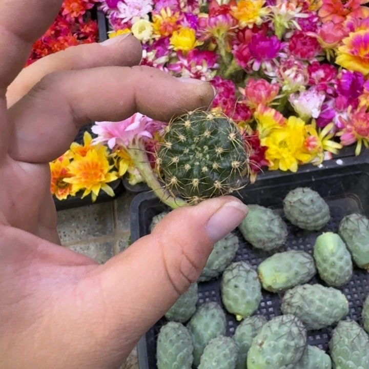 306新品10个品种丽花无根侧牙很小歪