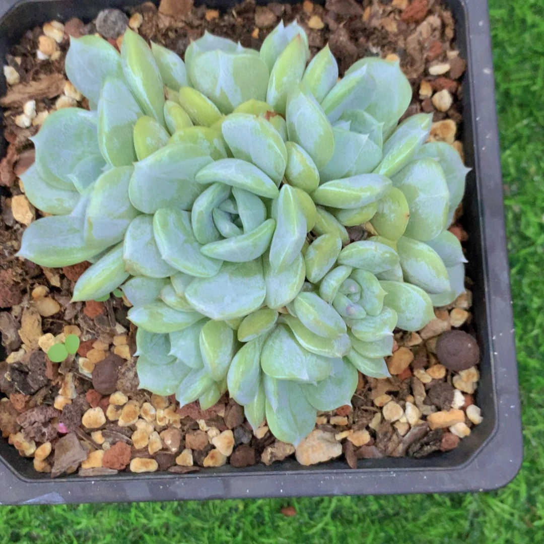 圆*劳林多肉植物一物一拍